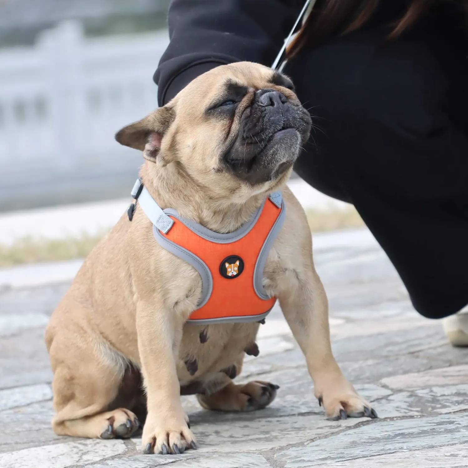 Adjustable Dog Harness Vest and Leash Set for Small, Medium Dogs No Pull, Step in Escape Proof Reflective Easy Walk Puppy Harness, Orange, XS (Comes with A Measuring Tape)