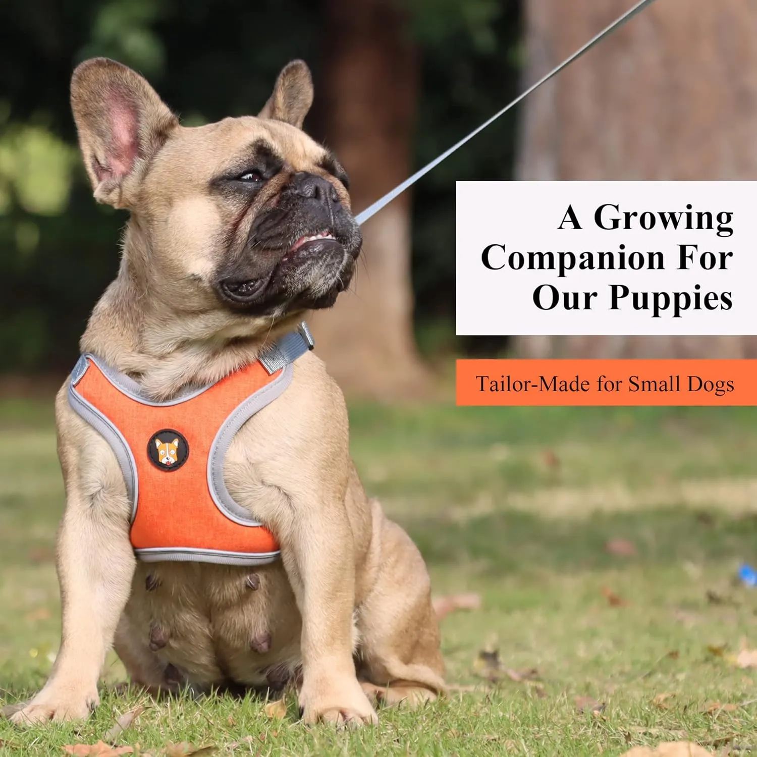 Adjustable Dog Harness Vest and Leash Set for Small, Medium Dogs No Pull, Step in Escape Proof Reflective Easy Walk Puppy Harness, Orange, XS (Comes with A Measuring Tape)