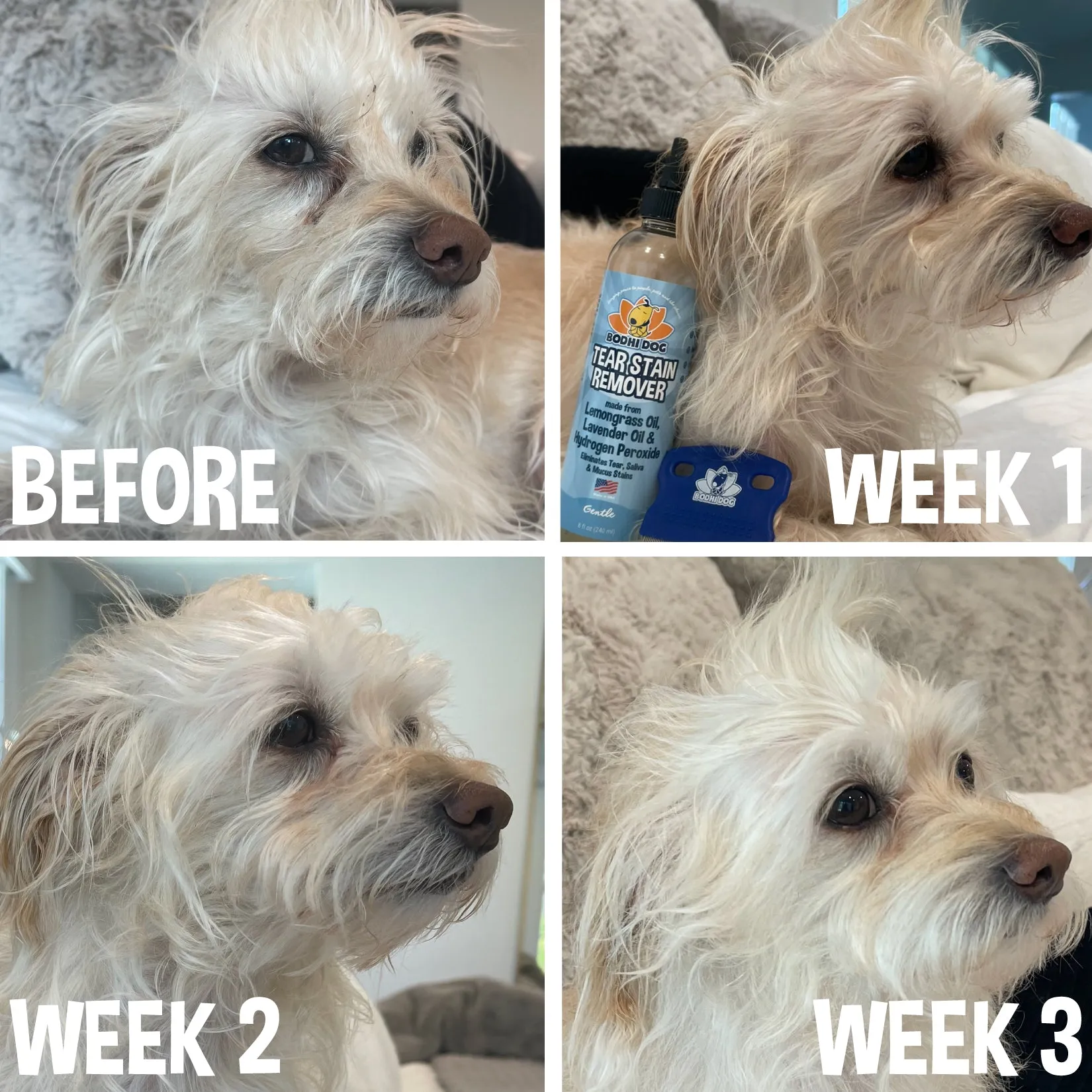 Bodhi Dog Tear Stain Remover | Removes Dog & Cats Tears, Saliva & Mucus Stains | Safe Gentle Solution for Fur and Delicate Coats | Made in USA
