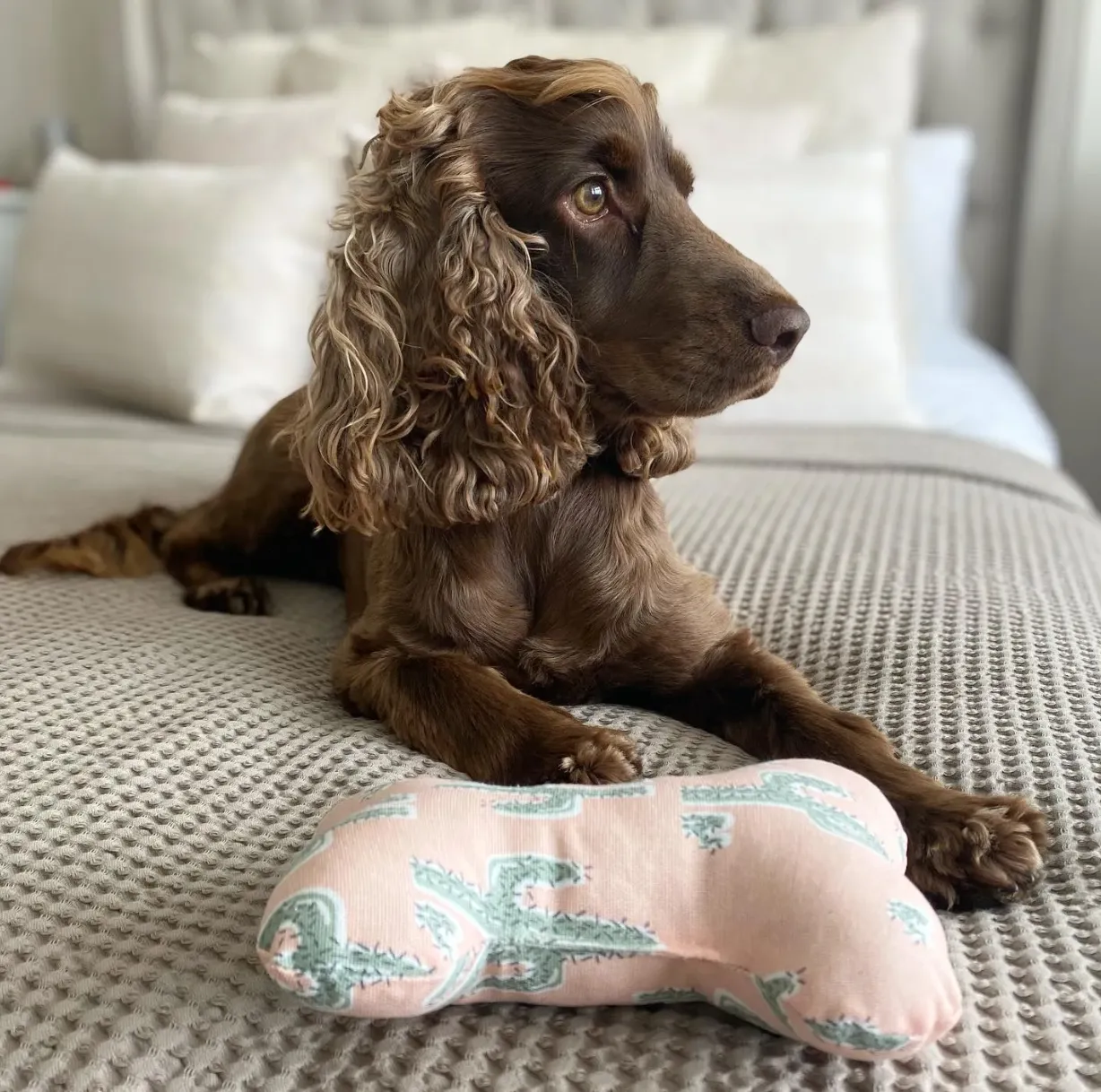 Cactus Garden Squeaky Toy