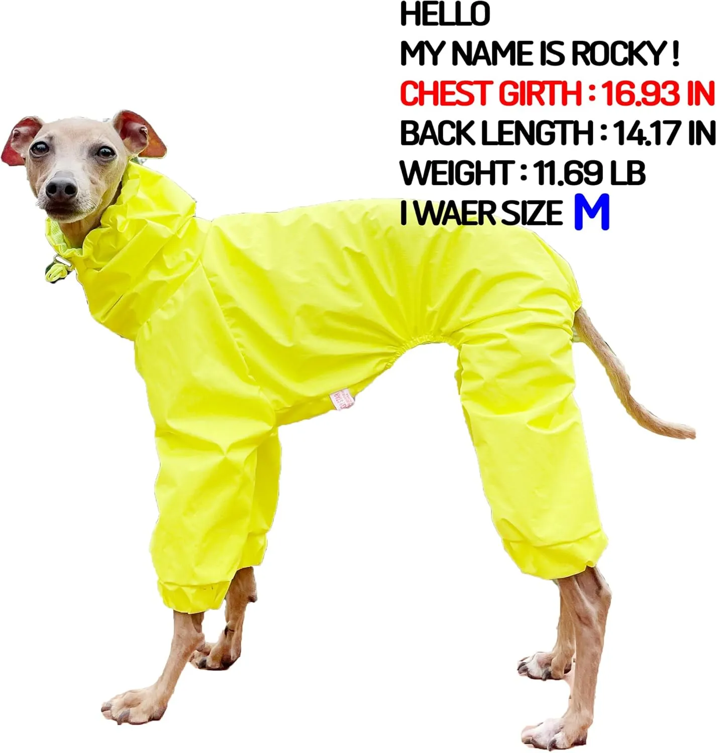 D Doggy Star Italian Greyhound Raincoat Waterproof Jacket Windbreaker Clothes Whippet for Dog (M,Raincoat Yellow)