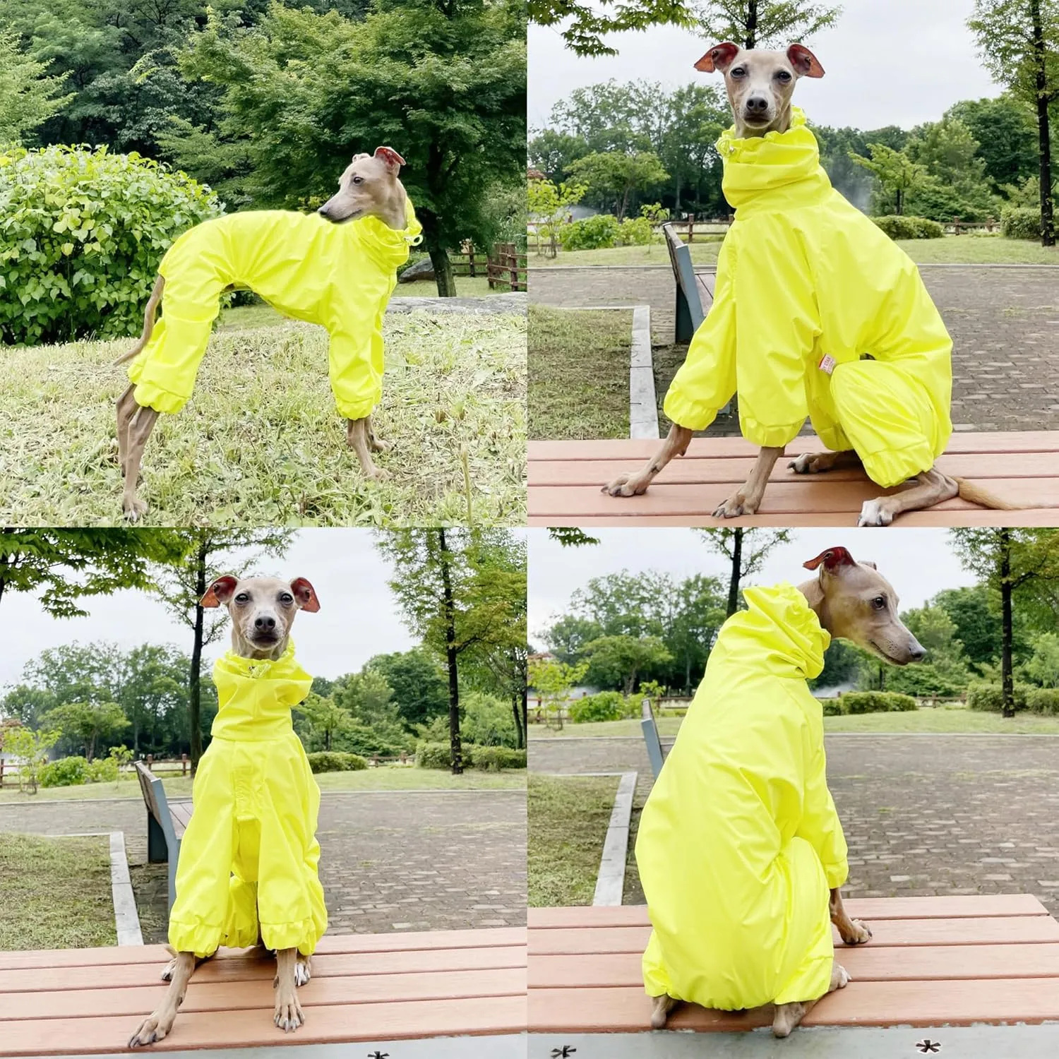D Doggy Star Italian Greyhound Raincoat Waterproof Jacket Windbreaker Clothes Whippet for Dog (M,Raincoat Yellow)
