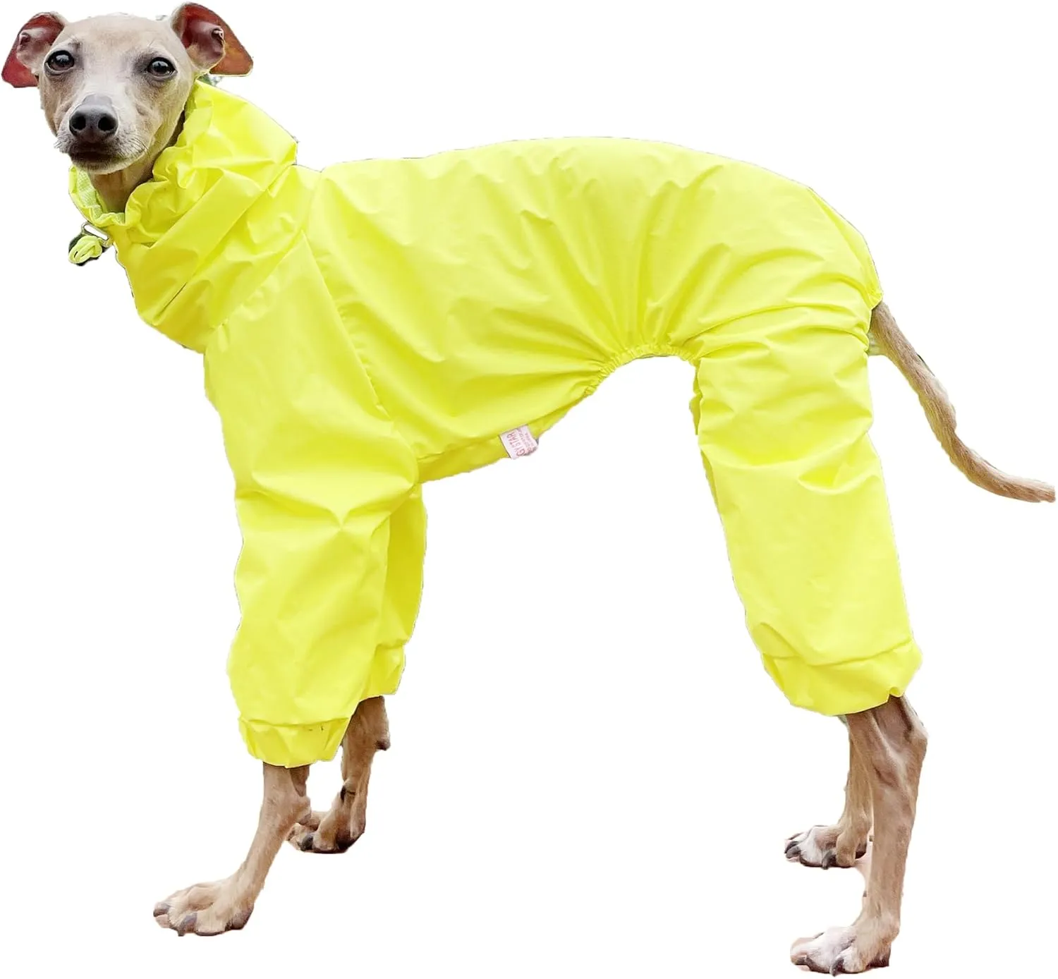 D Doggy Star Italian Greyhound Raincoat Waterproof Jacket Windbreaker Clothes Whippet for Dog (M,Raincoat Yellow)
