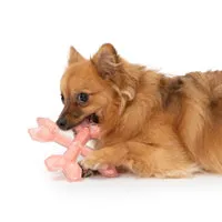 Zeus Duo Cross Bones - Chicken Scent - Coral - 15 cm (6 in)